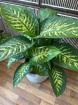 Gifts | Plants | Dieffenbachia - Approx 70cm Tall P26