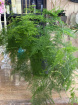 Gifts | Plants | Plants - Hanging | Asparagus Setac 80 cm length