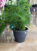 Gifts | Plants | Plants - Hanging | Asparagus Setac 80 cm length