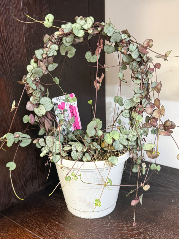 Plants | Plants - Hanging | Woodi Ceropigia Plant  in Hoop