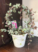 Plants | Plants - Hanging | Woodi Ceropigia Plant  in Hoop