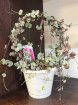 Plants | Plants - Hanging | Woodi Ceropigia Plant  in Hoop