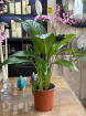 Gifts | Plants | Peace Lily Silvio Plant 60cm TallP14