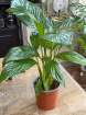 Gifts | Plants | Peace Lily Silvio Plant 60cm TallP14