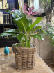 Gifts | Plants | Peace Lily Silvio Plant 60cm TallP14