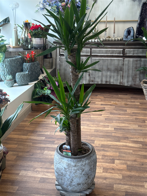 Gifts | Plants | Yucca Plant 120cm Tall P26