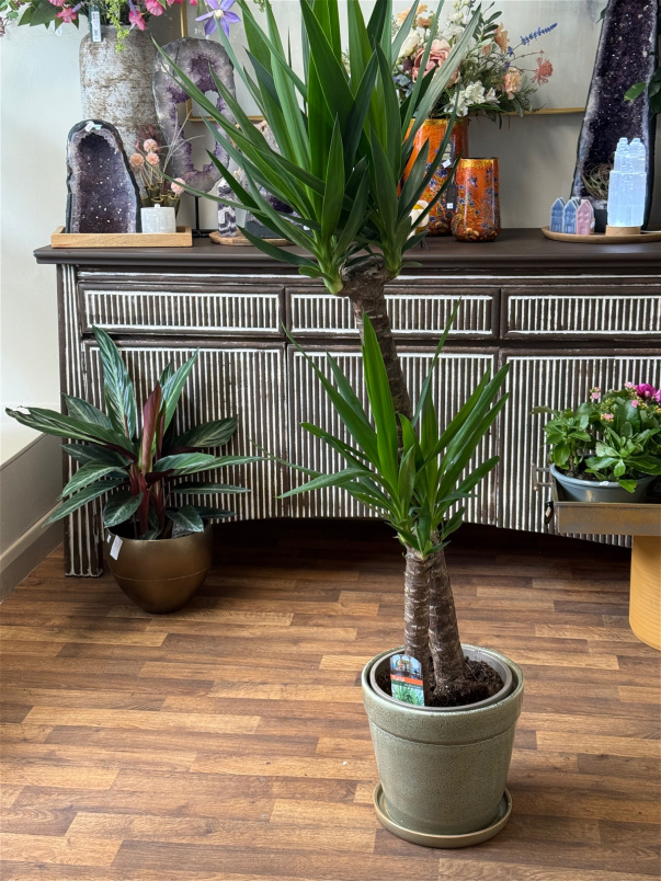 Gifts | Plants | Yucca Plant 120cm Tall P26