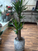 Gifts | Plants | Yucca Plant 120cm Tall P26