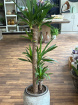 Gifts | Plants | Yucca Plant 120cm Tall P26