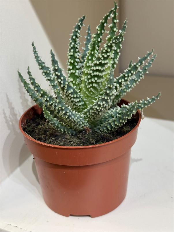Gifts | Plants | Haworthia Plant Small