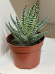 Gifts | Plants | Haworthia Plant Small