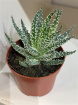 Gifts | Plants | Haworthia Plant Small