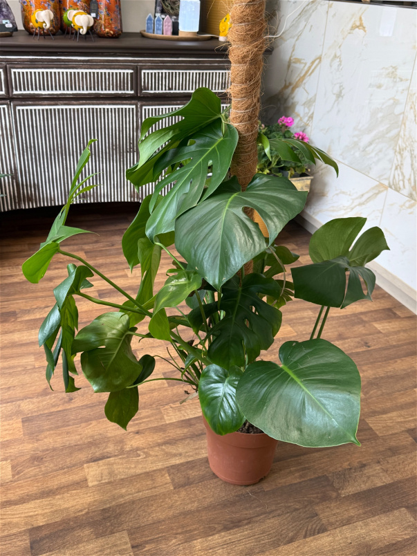Gifts | Plants | Monstera Deliciosa (cheese plant 55cm)- p21