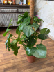 Gifts | Plants | Monstera Deliciosa (cheese plant 55cm)- p21