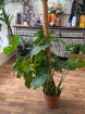 Gifts | Plants | Monstera Deliciosa (cheese plant 55cm)- p21