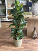 Plants | Ficus Lyrata  120cm  tall  Plant P21