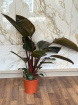Plants | Philodendron Plant 80cm Tall P17