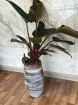 Plants | Philodendron Plant 80cm Tall P17