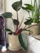 Plants | Philodendron Plant 80cm Tall P17