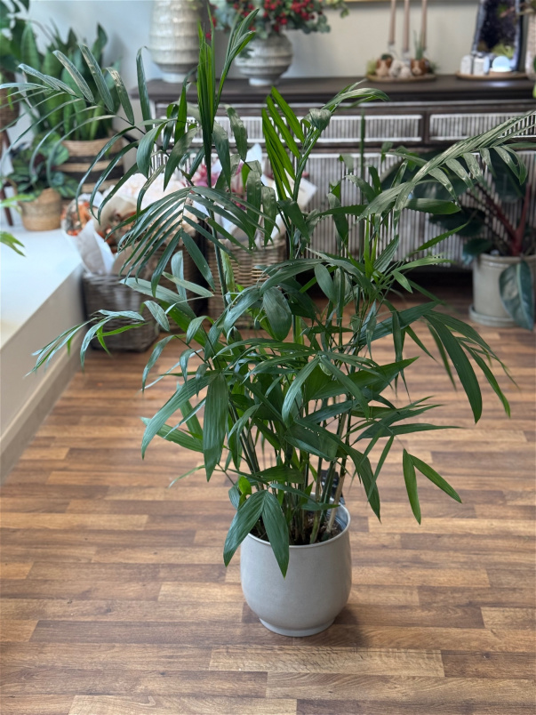 Gifts | Plants | Chamedora Plant 105cm P24