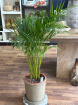 Gifts | Plants | Dypsis Lutescens Plant 105cm P24