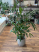 Gifts | Plants | Chamedora Plant 105cm P24