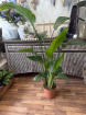 Plants | Strelitzia Nicolai Plant - 150cm Tall P21