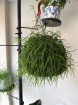 Gifts | Plants | Rhipsalis Baccifera  Plant 20cml P13