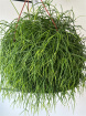 Gifts | Plants | Rhipsalis Baccifera  Plant 20cml P13