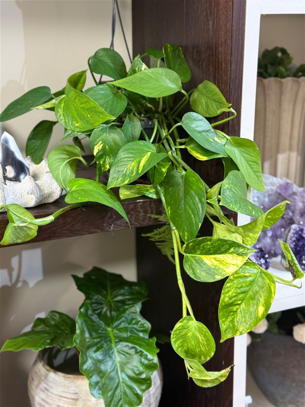 Gifts | Plants | Plants - Hanging | Epipremnum   (Devils Ivy)