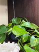 Gifts | Plants | Plants - Hanging | Epipremnum   (Devils Ivy)