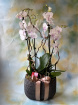 Arrangements | Vases | Phalenopsis orchid arrangement