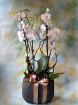 Arrangements | Vases | Phalenopsis orchid arrangement