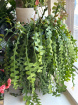 Gifts | Plants | Epiphyllum Anguliger 80cm length P18
