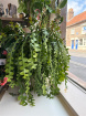 Gifts | Plants | Epiphyllum Anguliger 80cm length P18