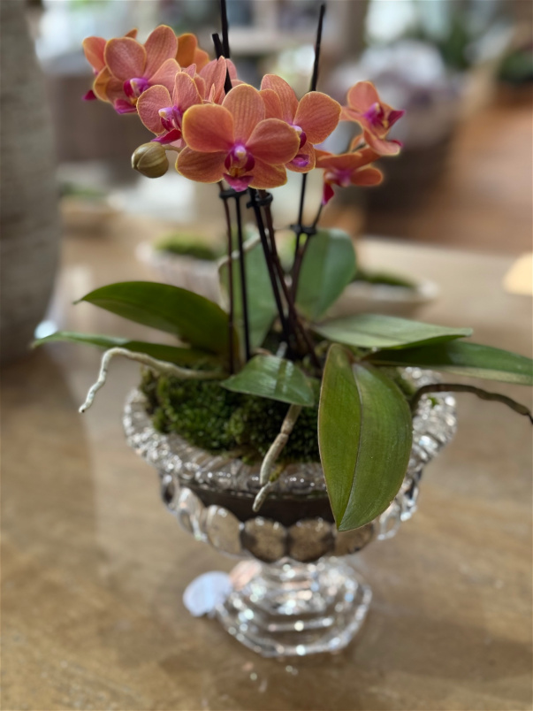 Arrangements | Plants | Miniature orchid plant arrangement in glass vase 35cm Tall