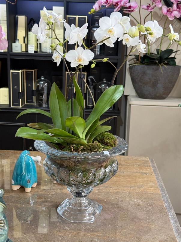 Arrangements | Bouquets | Plants | Orchid Plant Arrangement glass vase