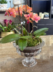 Arrangements | Plants | Miniature orchid plant arrangement in glass vase 35cm Tall