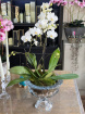Arrangements | Bouquets | Plants | Orchid Plant Arrangement glass vase