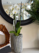 Plants | orchid plant arrangement in ceramic vase