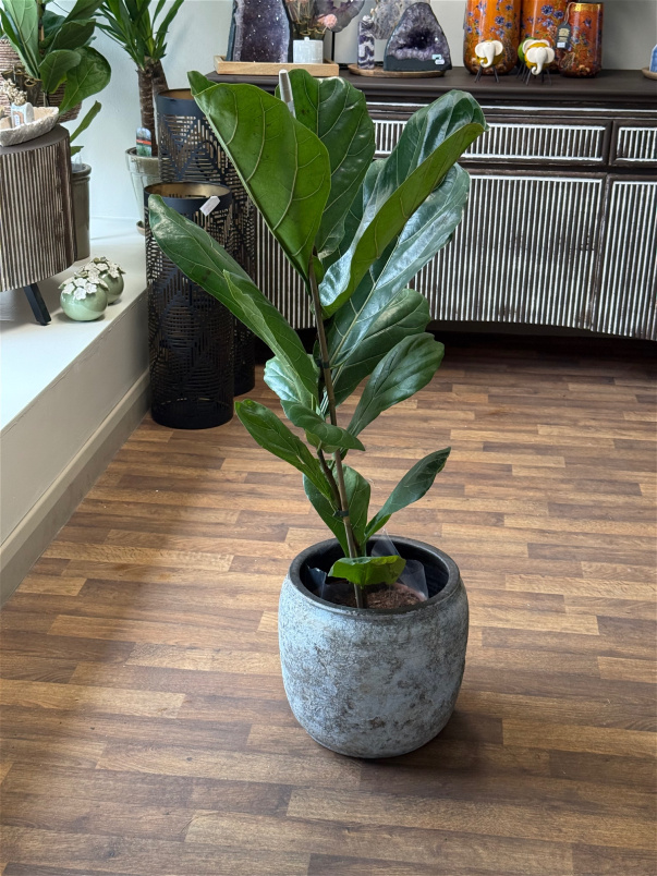 Gifts | Plants | Ficus Lyrata  P21