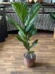 Gifts | Plants | Ficus Lyrata  P21