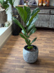 Gifts | Plants | Ficus Lyrata  P21