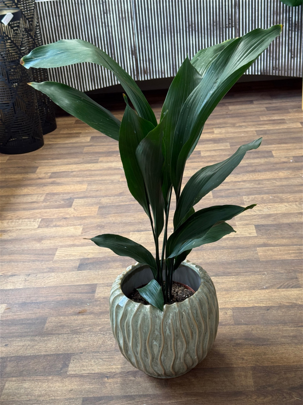 Gifts | Plants | Aspidistra Plant (Iron Plant) P17