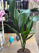 Gifts | Plants | Aspidistra Plant (Iron Plant) P17