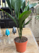 Gifts | Plants | Aspidistra Plant (Iron Plant) P17