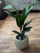 Gifts | Plants | Aspidistra Plant (Iron Plant) P17