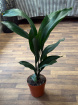 Gifts | Plants | Aspidistra Plant (Iron Plant) P17