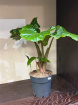 Gifts | Plants | Alocasia 40cm Tall P13