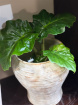 Gifts | Plants | Alocasia 40cm Tall P13